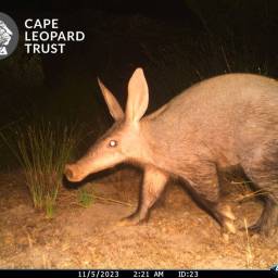 Aardvark